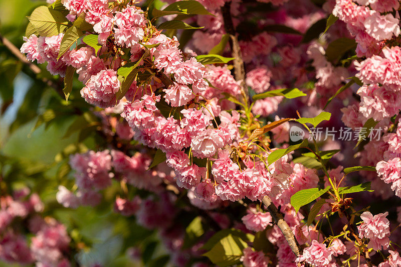 公园里一棵日本樱桃(Prunus serrulata)的特写照片